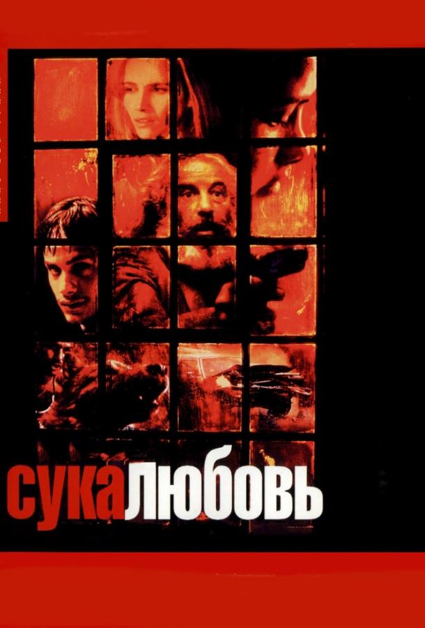Фильм Сука-любовь 2000 смотреть онлайн: драма с Ванессой Бауче и Эмилио Эчеваррия